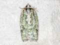 Acleris literana